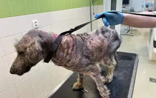 Pomôžte nám udržať  Farmu Happy - bezpečné miesto pre zvieratá