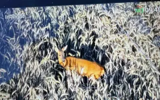 Zachráňme srnčatá pred kosbou!