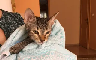 Pomôžte nám zabezpečiť veterinárnu starostlivosť pre naše mačičky