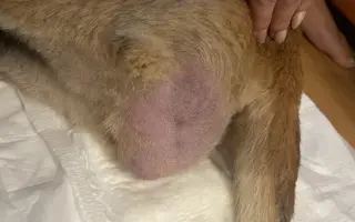 Pomôžte Lady znovu stáť na vlastných labkách