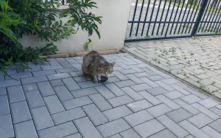 Pomôžme Mačičkám u Larky zvládnuť náročné obdobie