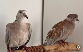 Pomôžme Vlaďke postaviť domov pre handicapované holuby