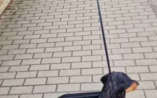 Dante dostal druhú šancu. Pomôžme mu dokončiť cestu k zotaveniu.