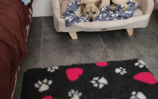 Pomôžme psím seniorom u Ivetky