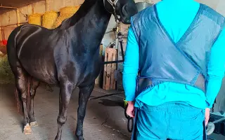 Pomôžme kobylke Zoey v rekonvalescencii