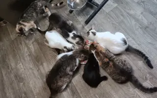 Pomôžte nám postaviť bezpečnú voliéru pre mačky bez domova