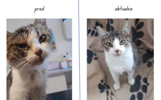 Pomôžme s úhradou veterinárnych nákladov mačiek a kocúrov, pre uľahčenie ich adopcie