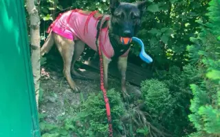 Veterinárna starostlivosť pre psy v osadách