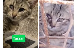 Pomôžme tam, kde by mačičky bez nás neprežili