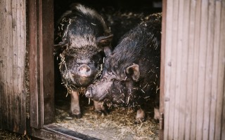 Darujme nový začiatok Azylu pre prasiatka a králiky