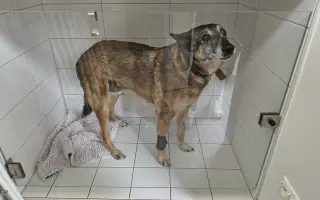 Pomôžme záchranárskemu psíkovi Qvídovi