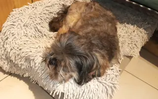 Pomôžte našim senior psíkom Shih-tzu dožiť dôstojný život