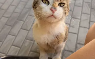 Pomohli ste prítulnému kocúrikovi bez domova
