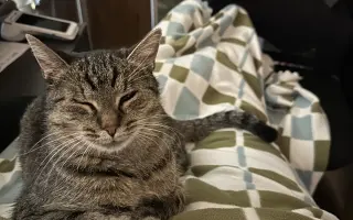 Pomôžme hostelovému kocúrovi Smokeymu s liečbou pľúc