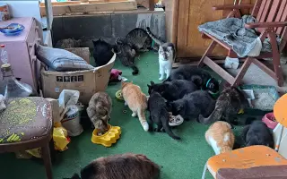 Poďme spolu vykastrovať mačky