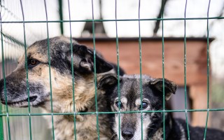 Pomôžte zachrániť zvieratá z frontových zón Charkovskej a Doneckej oblasti