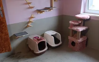 Pomohli ste zrekonštruovať azyl pre hendikepované a zachránené mačky