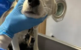 Kúpme a postavme domček pre šteniatka a choré psíky