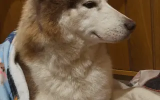 Keď labky slabnú, láska stále beží ďalej - pomôžme huskymu Hachiko