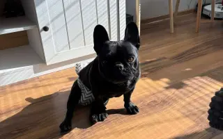 Vráťme Honey život, ktorý mala