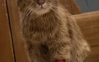 Pomôžme uhradiť náklady na dôstojnú rozlúčku s kocúrikom