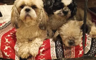 Pomôžte našim senior psíkom Shih-tzu dožiť dôstojný život
