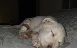 Pomôžte nám udržať  Farmu Happy - bezpečné miesto pre zvieratá