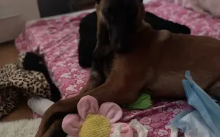 Pomôžte Lady znovu stáť na vlastných labkách