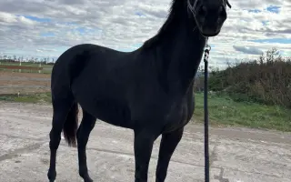 Pomôžme kobylke Zoey v rekonvalescencii