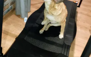 Druhá šanca pre Dobbyho zdravie