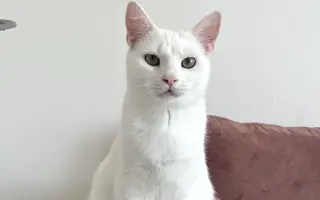 Pomôžme kocúrikovi Luciferovi bojovať s lymfómom