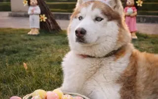 Keď labky slabnú, láska stále beží ďalej - pomôžme huskymu Hachiko