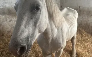 🕊️ Znovuzrodenie: Pomôžte dvom konským anjelom začať nový život