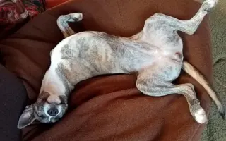 Pomôžme hendikepovanej fenke Freyuške