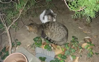 Podporte rozšírenie depozitu pre mačičky z ulice