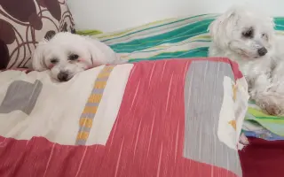 Pomôžme psím seniorom u Ivetky