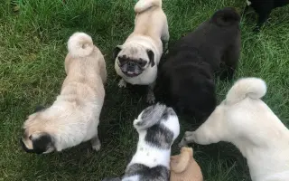 Pomôžte dať chorým mopsíkom šancu na život – MOPS v núdzi, o.z.