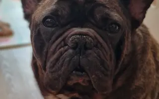 Pomôžme francúzskemu buldočkovi Rockymu