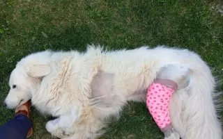 Pomôžme Ebbie po zrážke s autom