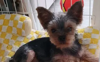 Pomôžme Leuške žiť bez bolesti a svrbenia