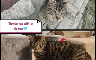 Pomôžme Mačičkám u Larky zvládnuť náročné obdobie