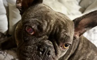 Pomôžme Amy zachrániť očko a zmierniť jej trápenie