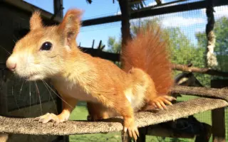 Pomôžte s rekonštrukciou záchrannej stanice pre veveričky