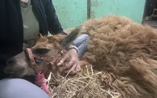 Zachráňme túlavú alpaku po amputácii nohy
