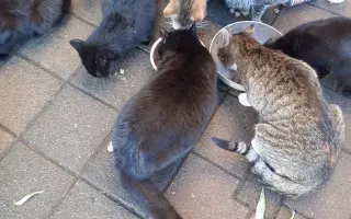 Pomôžte nám vyplatiť dlh za veterinárnu starostlivosť pre našich zverencov