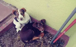 Pomôžme Lunke s liečbou zhubného nosného nádoru
