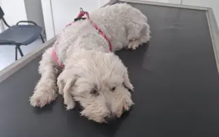 Pomohli ste Belke na ceste k liečbe a novému domovu