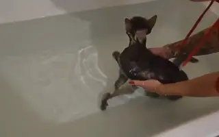 Pomôžme Dorke vrátiť sa späť domov