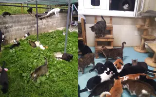 Horský Ranč – domov pre zvieratá, ktoré nikto nechcel