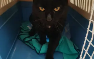 Pomohli ste Mačičkám u Larky zvládnuť náročné obdobie
